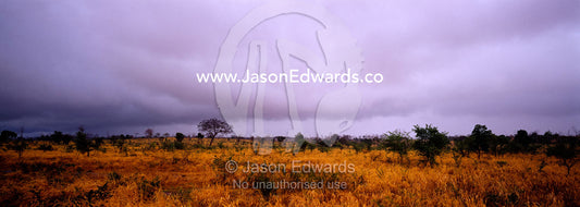 The first rains of the wet season pour down on a parched grassland. Udawalawe National Park, Sri Lanka.