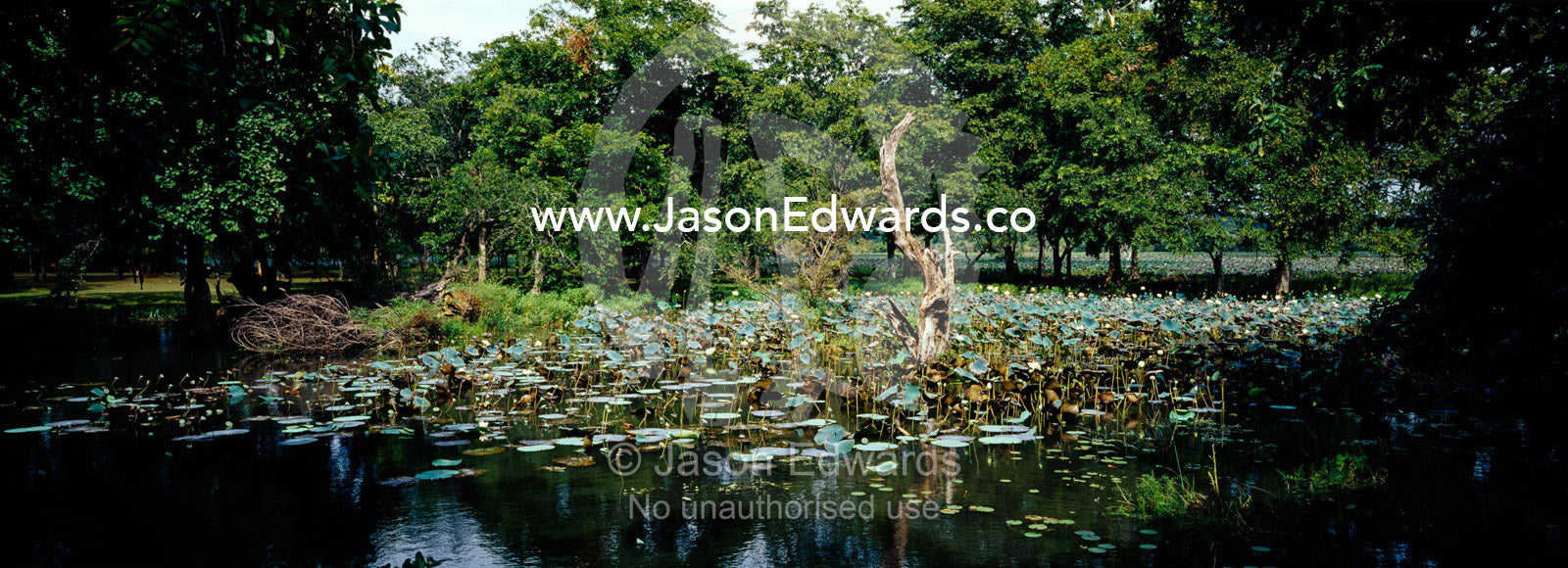 Water Lily and rich forest surround the wetland oasis of Habarana Tank Habarana Tank, Sri Lanka.
