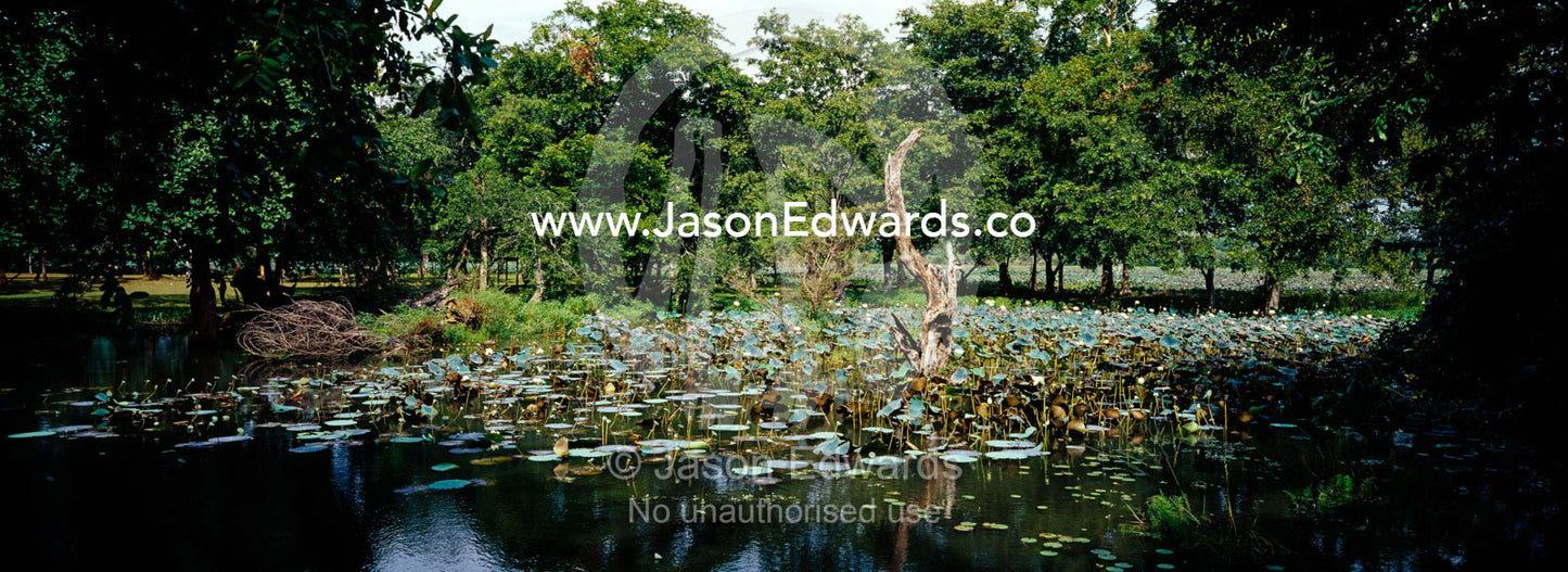 Water Lily and rich forest surround the wetland oasis of Habarana Tank Habarana Tank, Sri Lanka.