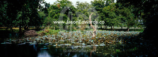 Water Lily and rich forest surround the wetland oasis of Habarana Tank Habarana Tank, Sri Lanka.