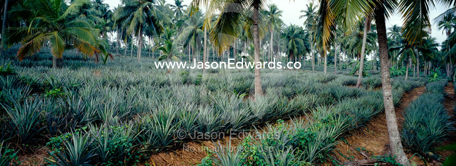 Neat rows of Pineapples grow in a plantation inland from the coast. near Negombo Beach, Sri Lanka.