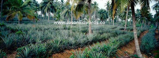Neat rows of Pineapples grow in a plantation inland from the coast. near Negombo Beach, Sri Lanka.