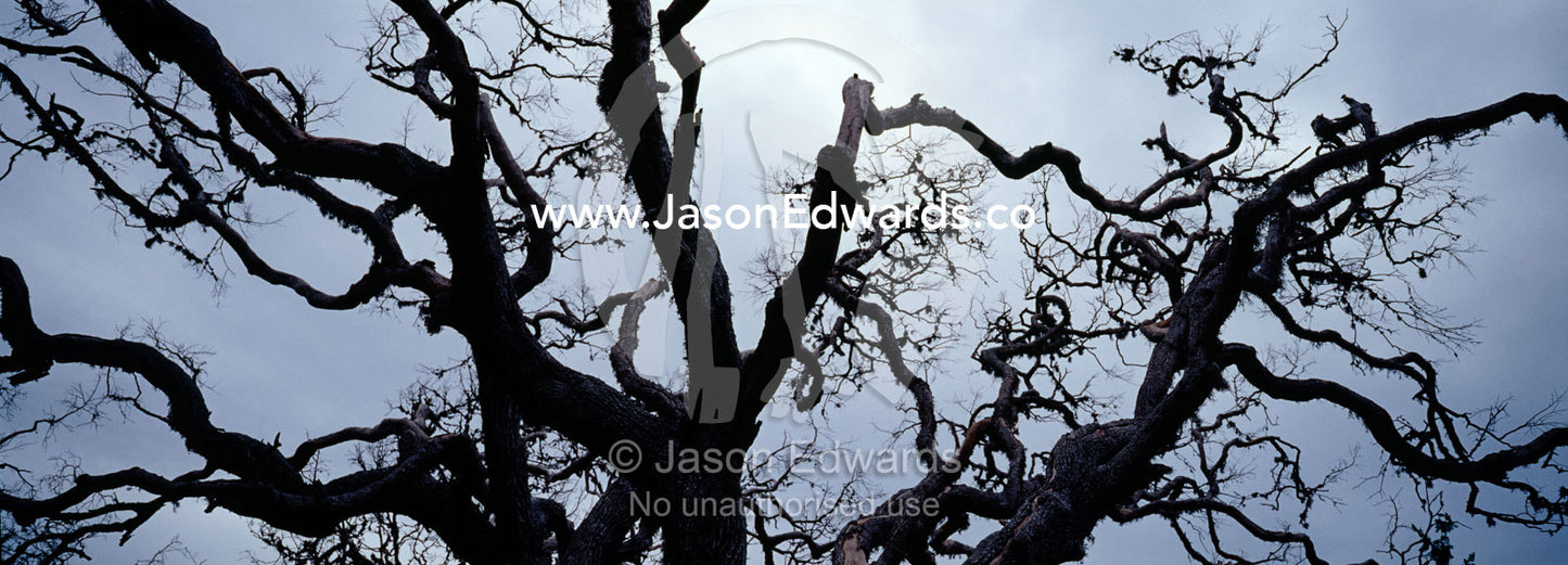 The bows of a dead tree twist and turn into a storm-laden sky. Bundala National Park, Sri Lanka.