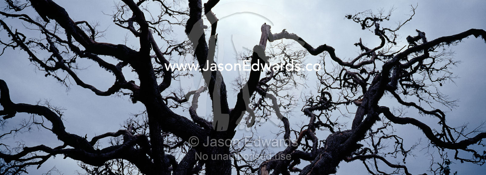 The bows of a dead tree twist and turn into a storm-laden sky. Bundala National Park, Sri Lanka.