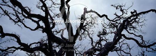 The bows of a dead tree twist and turn into a storm-laden sky. Bundala National Park, Sri Lanka.