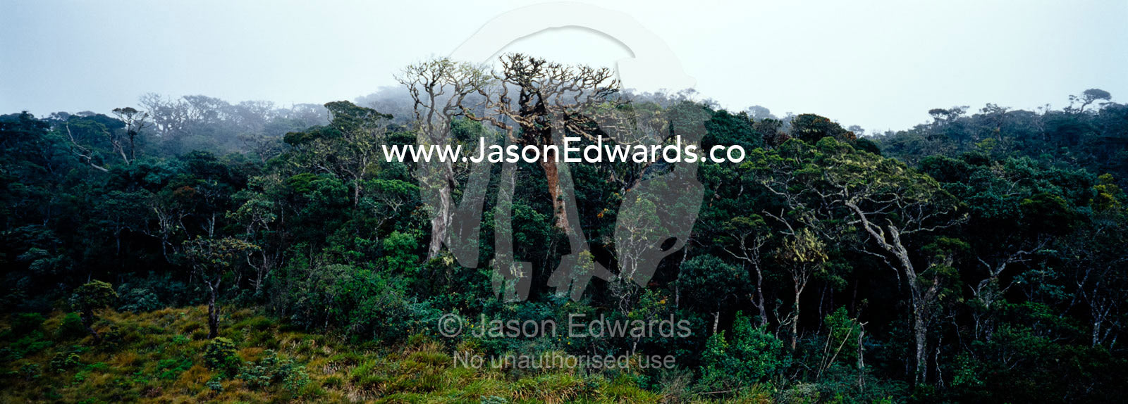 Ancient Montane Cloud Forest of Calophyllum and Syzygium species. Horton Plains National Park, Sri Lanka.