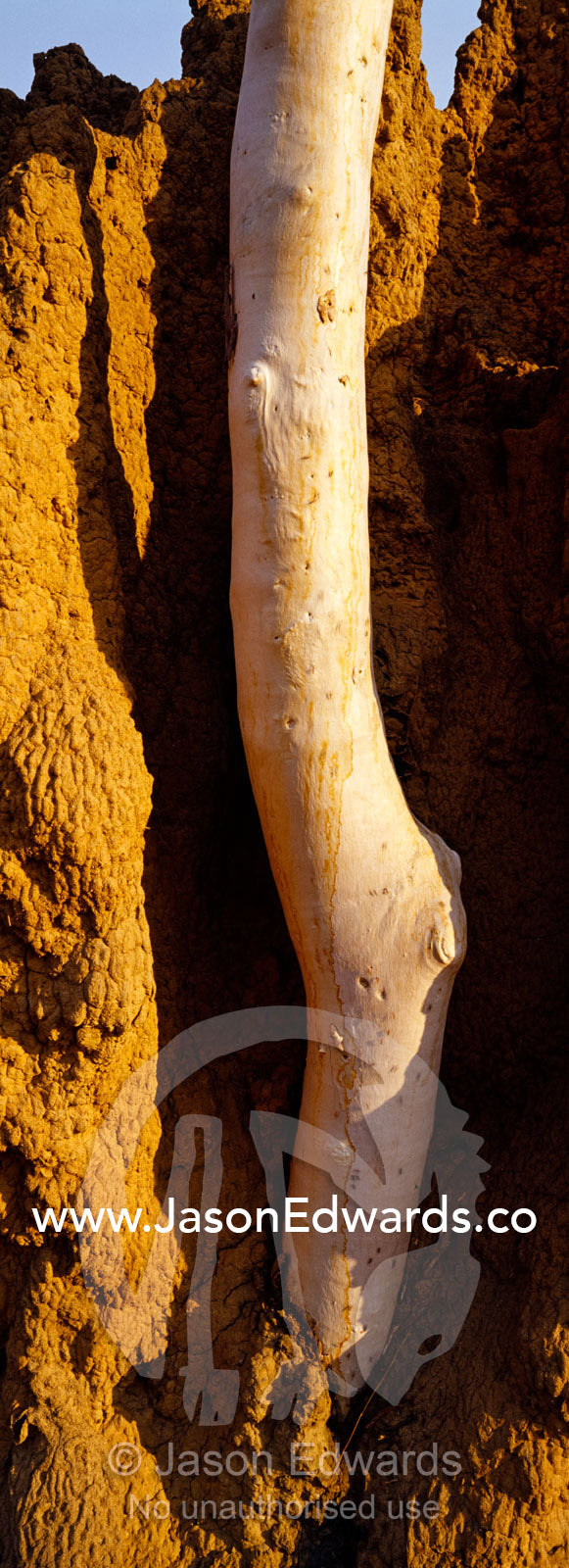 The textured surface of a Termite mound surrounding a Ghost Gum tree. Nitmiluk National Park, Katherine Gorge, Northern Territory, Australia.