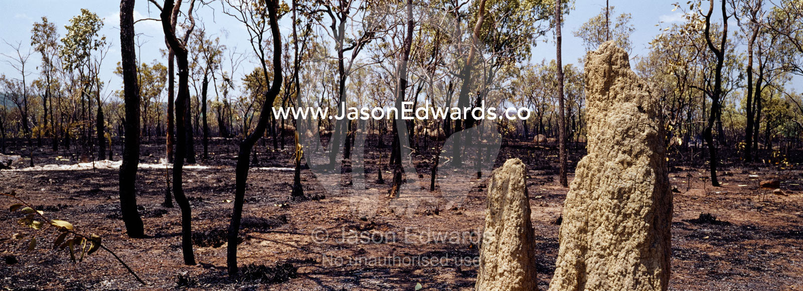 A Termite mound surrounded by scorched open woodland after a bush fire near Nitmiluk National Park, Katherine Gorge, Northern Territory, Australia.
