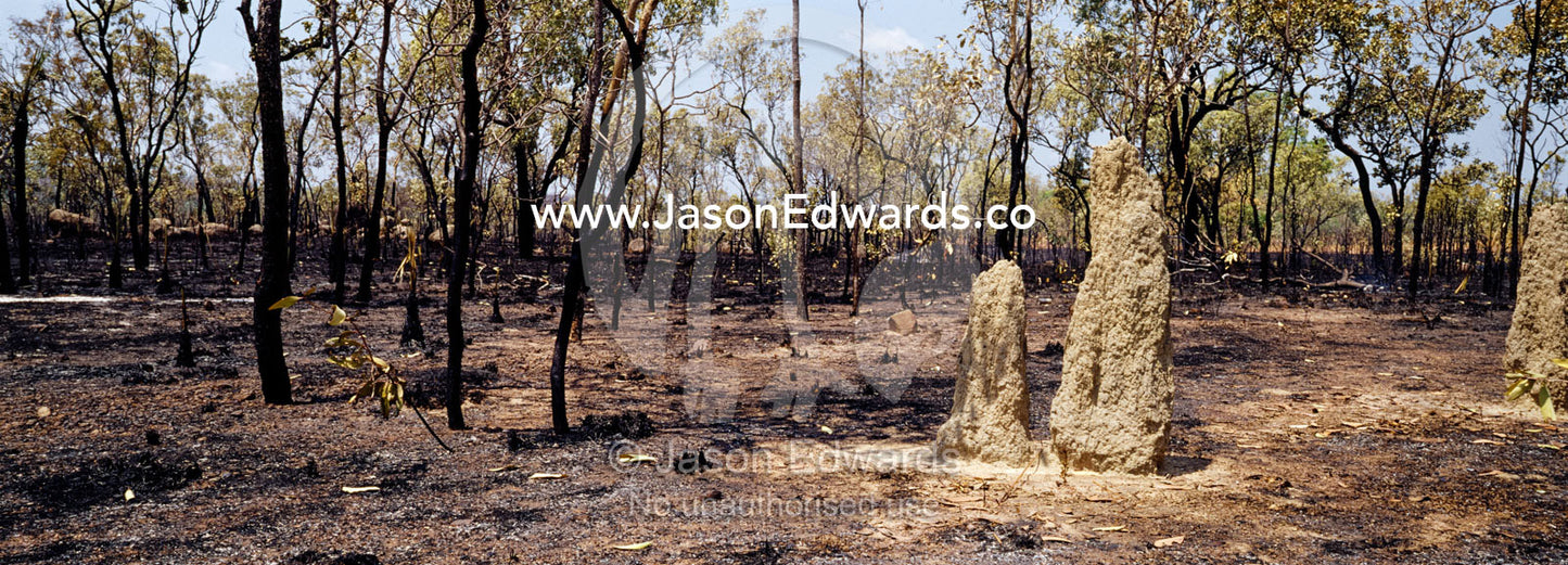 A Termite mound surrounded by scorched open woodland after a bush fire near Nitmiluk National Park, Katherine Gorge, Northern Territory, Australia.