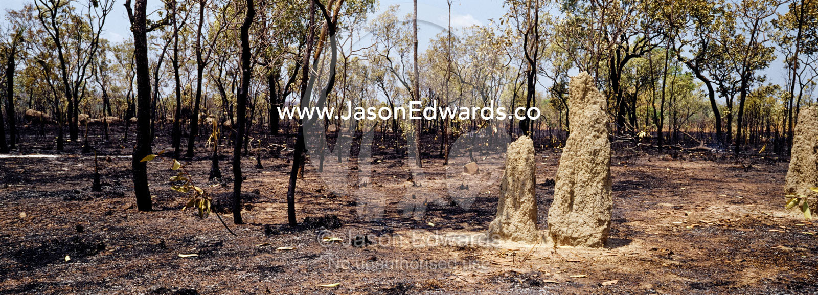A Termite mound surrounded by scorched open woodland after a bush fire near Nitmiluk National Park, Katherine Gorge, Northern Territory, Australia.