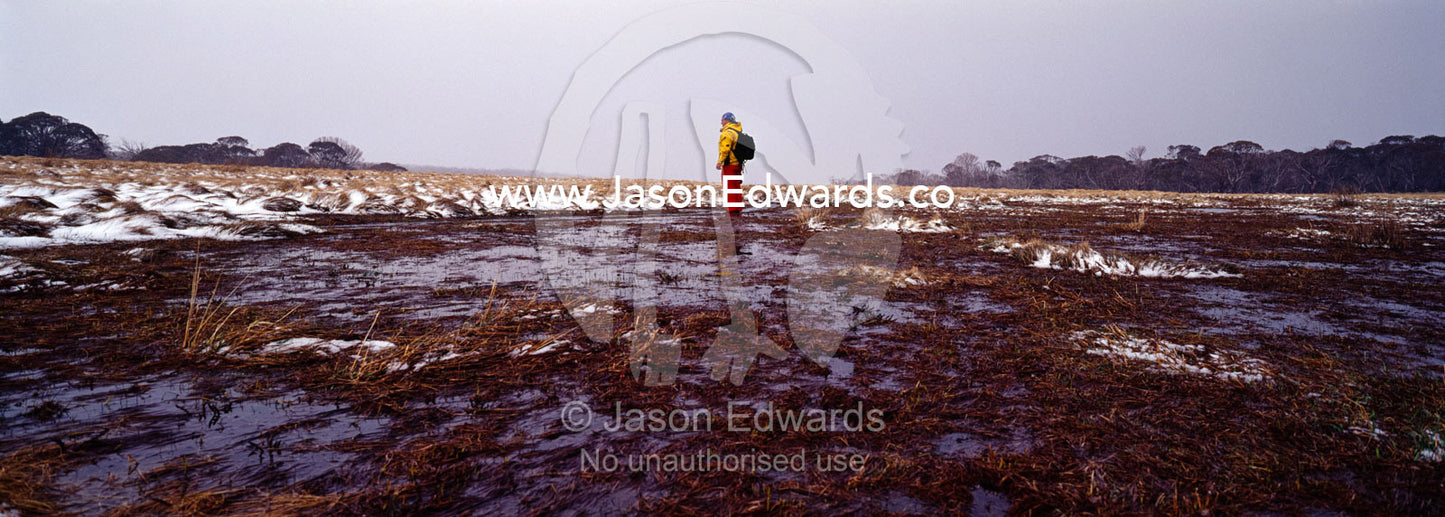 A photographer hiking on a boggy wet alpine plain scattered with snow. JB Plain, Alpine National Park, Victoria, Australia.