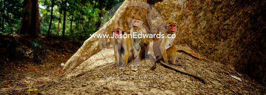 A family of Red-faced Macaque resting in the shade of a Banyan Tree. Yala National Park, Sri Lanka.