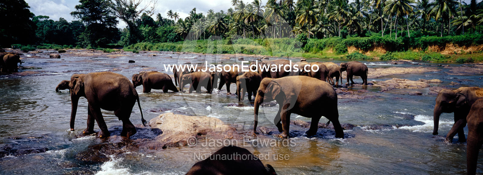 A herd of Asian Elephants bathing and drinking in a rainforest river. Pinnawela, Sri Lanka.