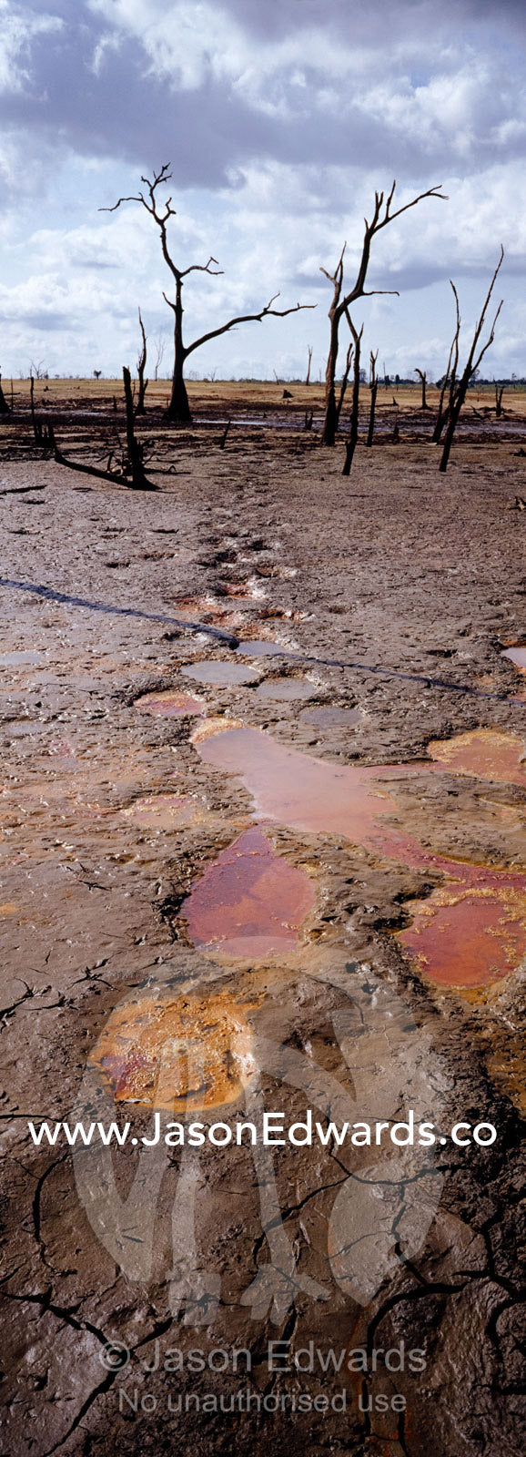 Elephants tracks in the tepid mud of a wetland during the dry season. Udawalawe national Park, Sri Lanka.