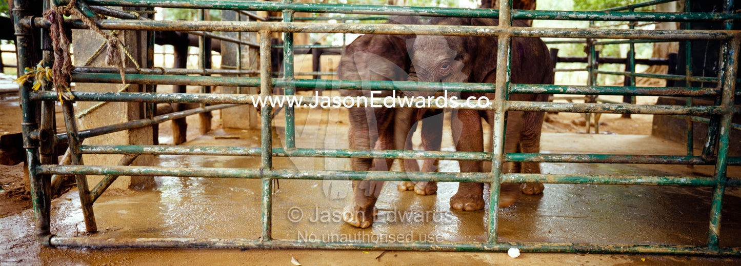 A pair of terrified orphaned Asian Elephant calves in a holding yard. Elephant Transit Home, Udawalawe National Park, Sri Lanka.