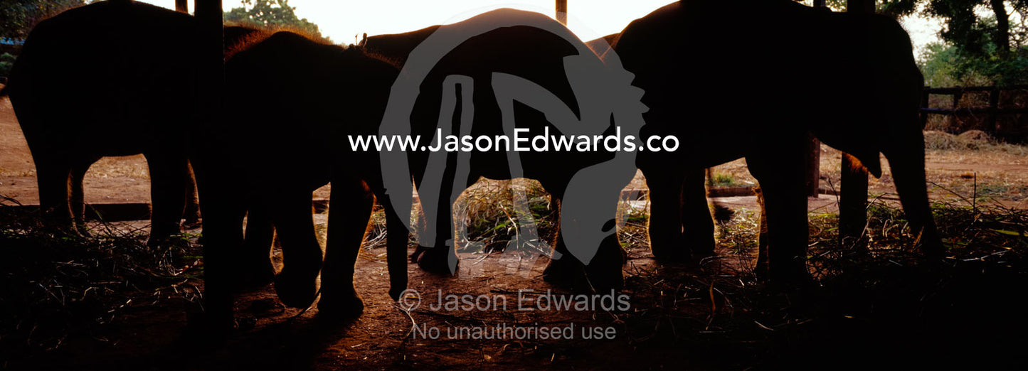 Orphaned Asian Elephant calves huddle at nightfall in a holding yard. Elephant Transit Home, Udawalawe National Park, Sri Lanka.