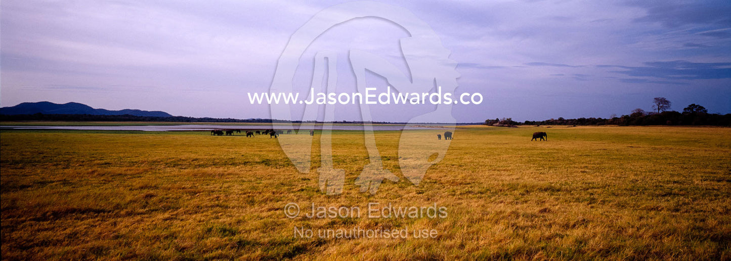 A herd of endangered Asian Elephants is dwarfed by a wide floodplain. Minneriya National Park, Sri Lanka.