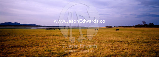 A herd of endangered Asian Elephants is dwarfed by a wide floodplain. Minneriya National Park, Sri Lanka.