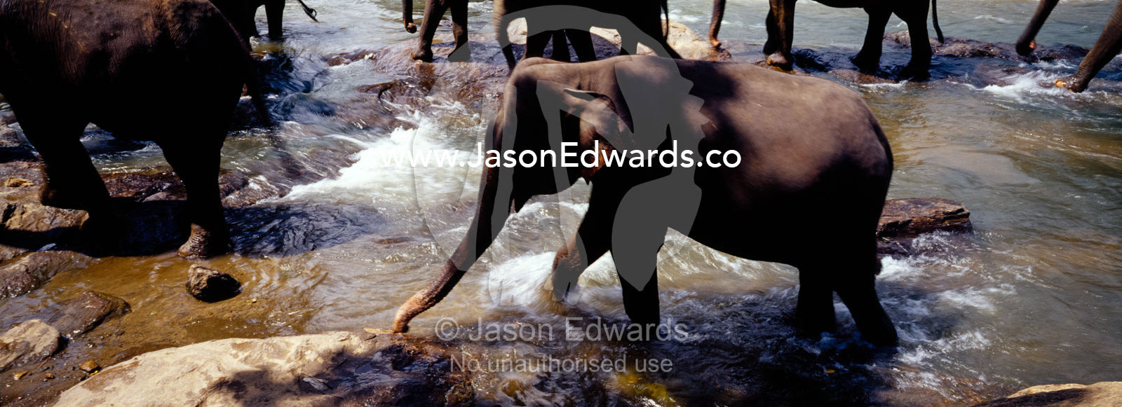 A herd of Asian Elephants bathing and drinking in a rainforest river. Pinnawela, Sri Lanka.