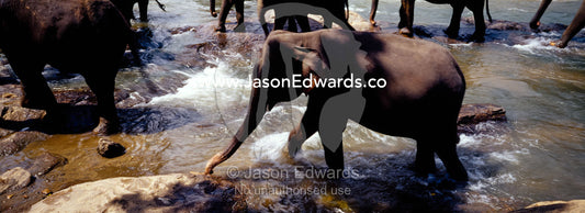 A herd of Asian Elephants bathing and drinking in a rainforest river. Pinnawela, Sri Lanka.