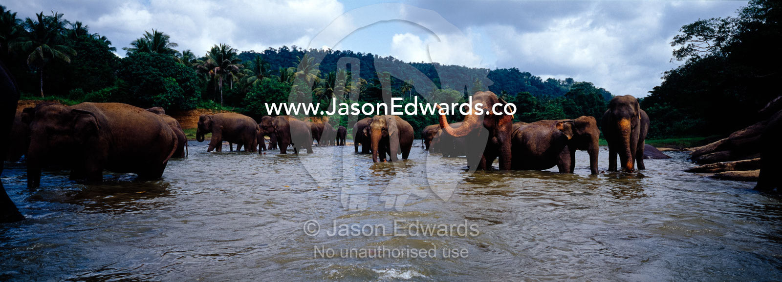A herd of Asian Elephants bathing and drinking in a rainforest river. Pinnawela, Sri Lanka.