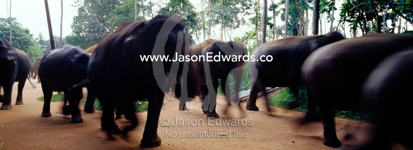 A herd of endangered Asian Elephants march down a trail at high speed. Pinnawela Elephant Orphanage, Sri Lanka.