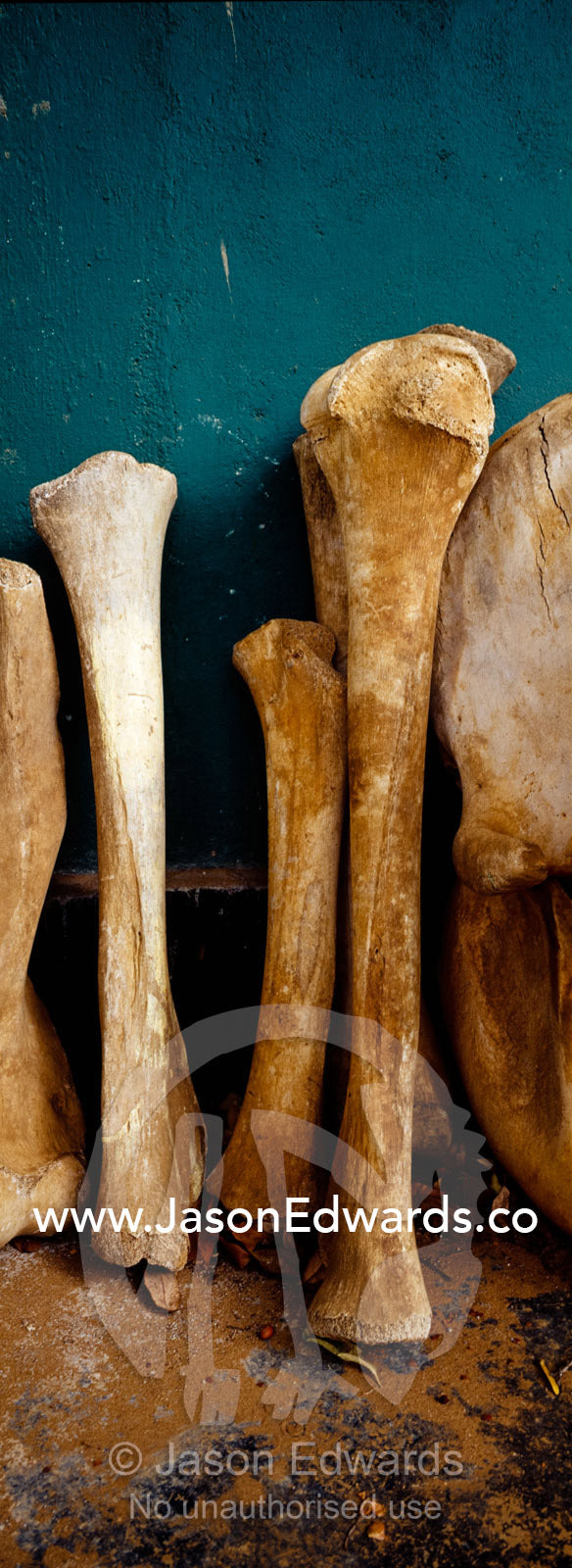 A collection of Asian Elephant femurs from animals killed by poachers. Minneriya National Park, Sri Lanka.