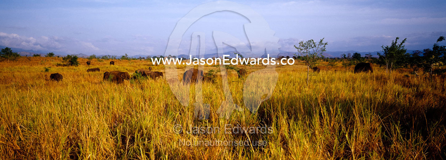 A herd of endangered Asian Elephants feeding on tall, dry grasses. Udawalawe National Park, Sri Lanka.