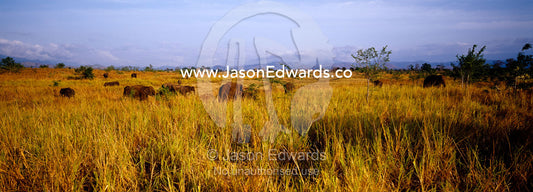 A herd of endangered Asian Elephants feeding on tall, dry grasses. Udawalawe National Park, Sri Lanka.