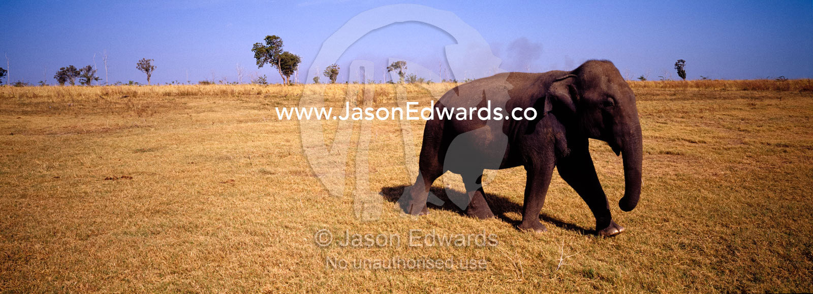 An endangered Asian Elephant marching across the dry floodplain. Udawalawe National Park, Sri Lanka.