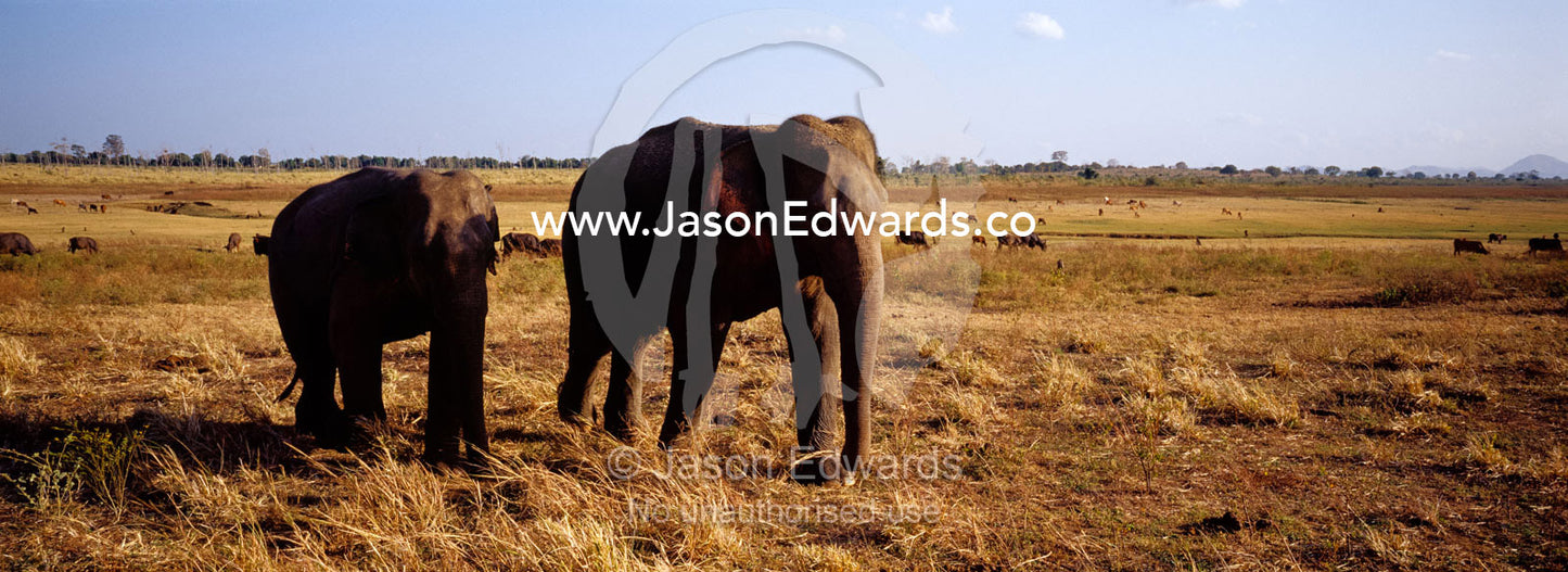 A pair of endangered Asian Elephants marching across the floodplain. Udawalawe National Park, Sri Lanka.