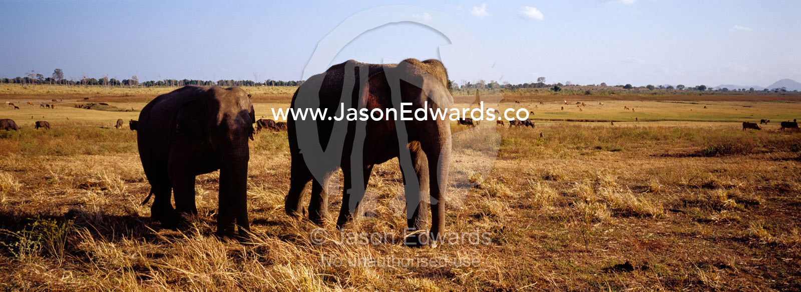 A pair of endangered Asian Elephants marching across the floodplain. Udawalawe National Park, Sri Lanka.