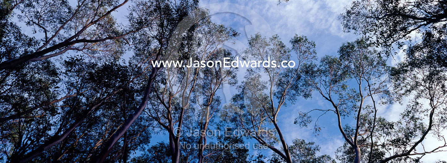 Looking skyward to a canopy of mountain ash, woolly butt and snow gum. Lake Mountain National Park, Alpine National Park, Victoria, Australia.