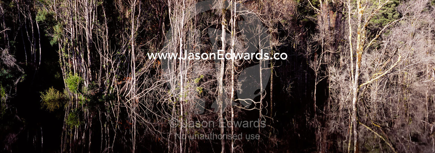 A stand of dead trees line a tailings lake near a mining operation. Tarkine Wilderness Area, Tasmania, Australia.