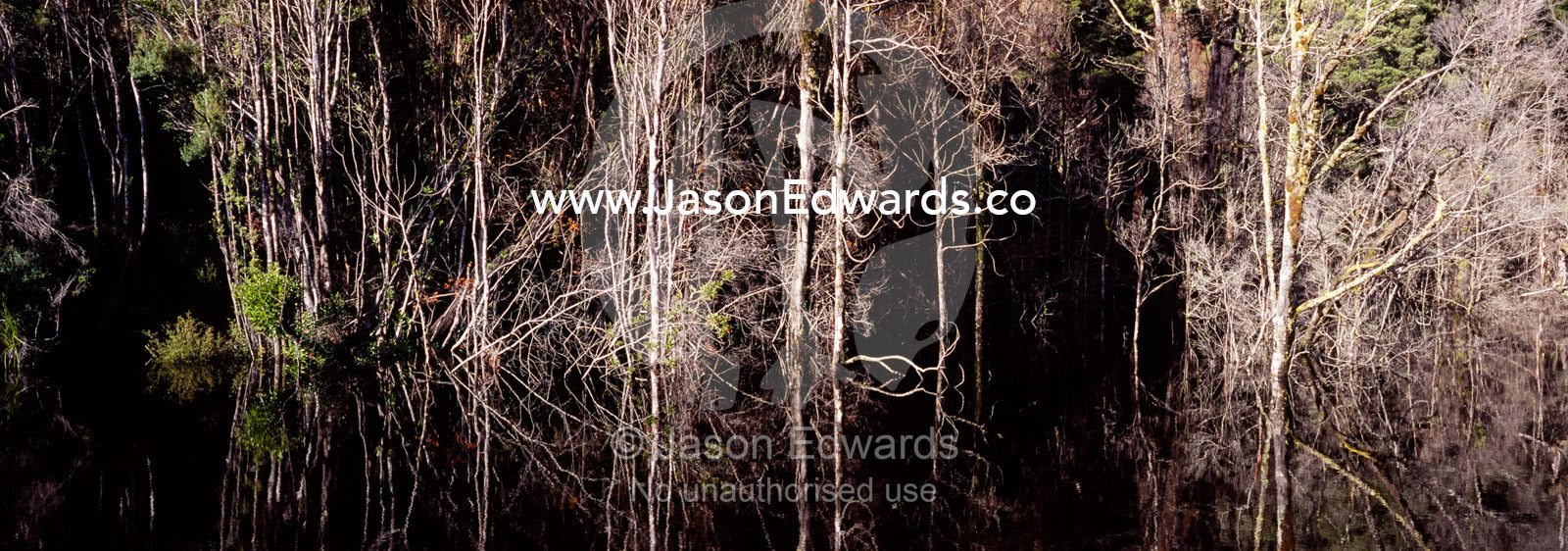 A stand of dead trees line a tailings lake near a mining operation. Tarkine Wilderness Area, Tasmania, Australia.