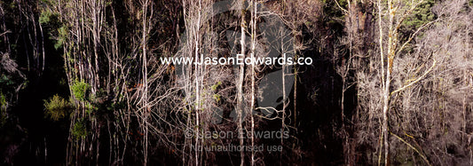 A stand of dead trees line a tailings lake near a mining operation. Tarkine Wilderness Area, Tasmania, Australia.