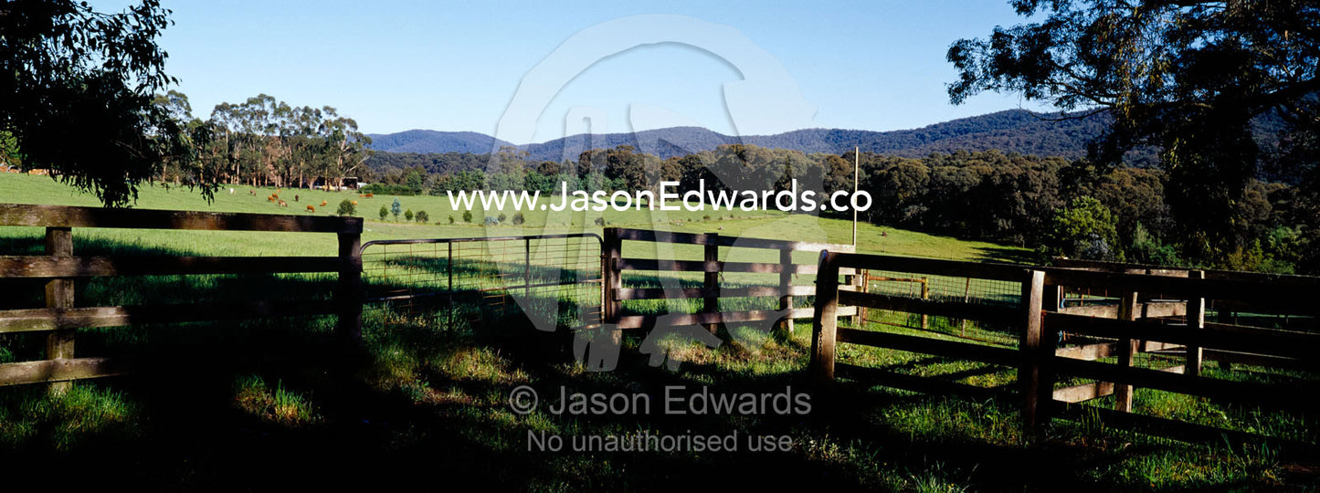 Lush green farmland surrounded by timber fences and eucalyptus forest. Bunyip, Victoria, Australia.