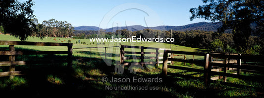 Lush green farmland surrounded by timber fences and eucalyptus forest. Bunyip, Victoria, Australia.
