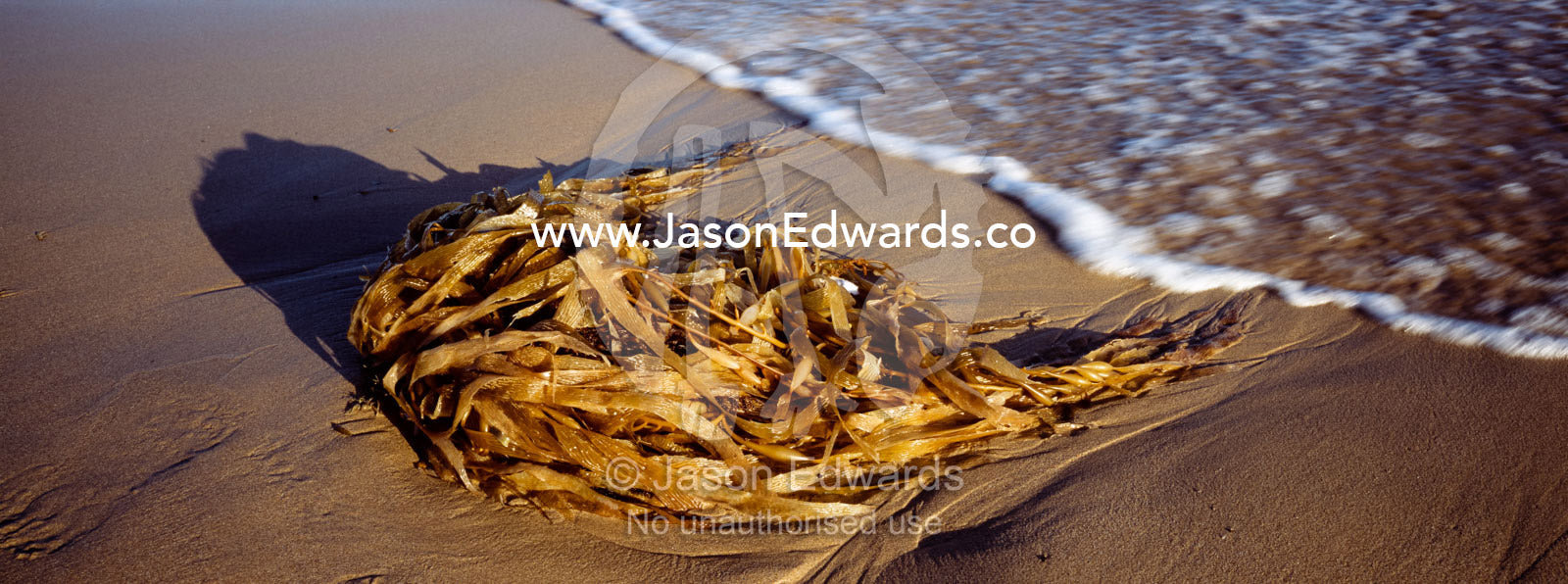 A wave approaches a clump of kelp left on the beach by a summer storm. Jan Juc, Victoria, Australia.