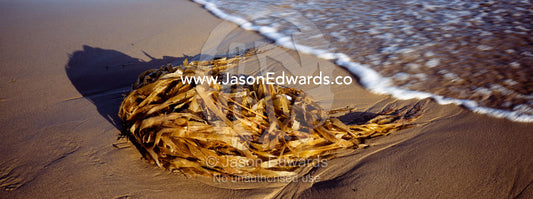 A wave approaches a clump of kelp left on the beach by a summer storm. Jan Juc, Victoria, Australia.