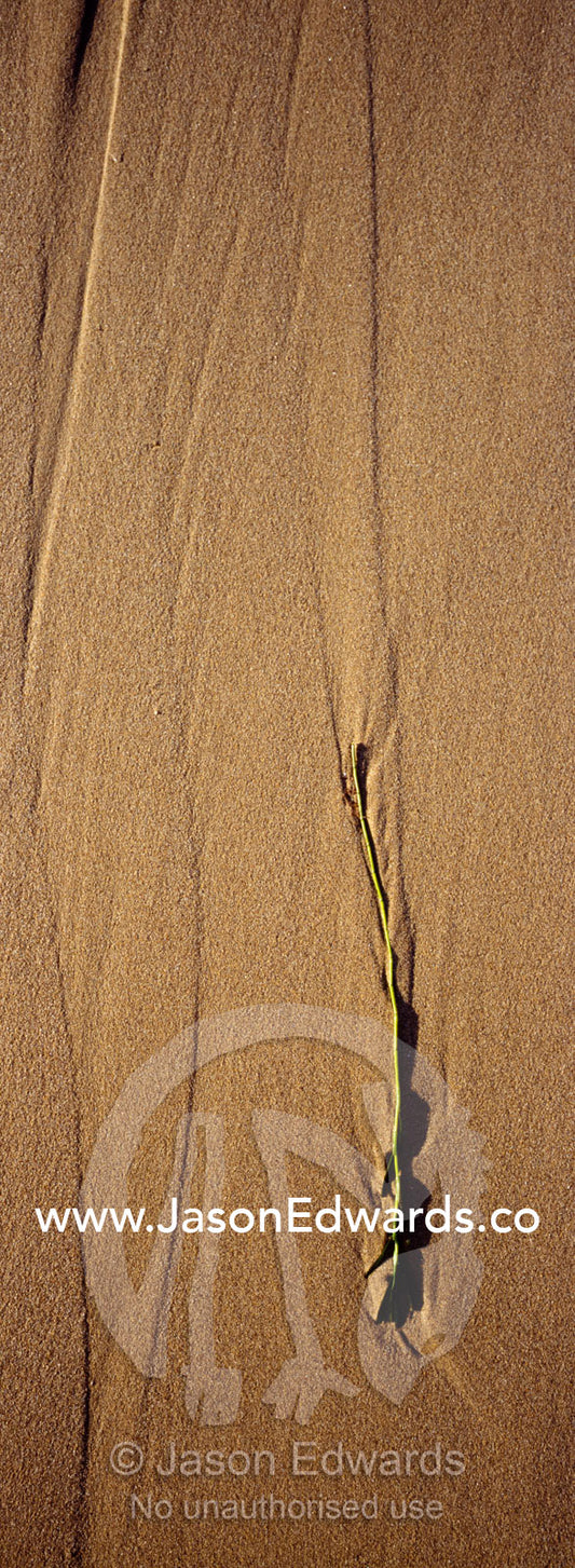 Receding waves leave beautiful patterns trailing behind kelp leaves. Jan Juc, Victoria, Australia.