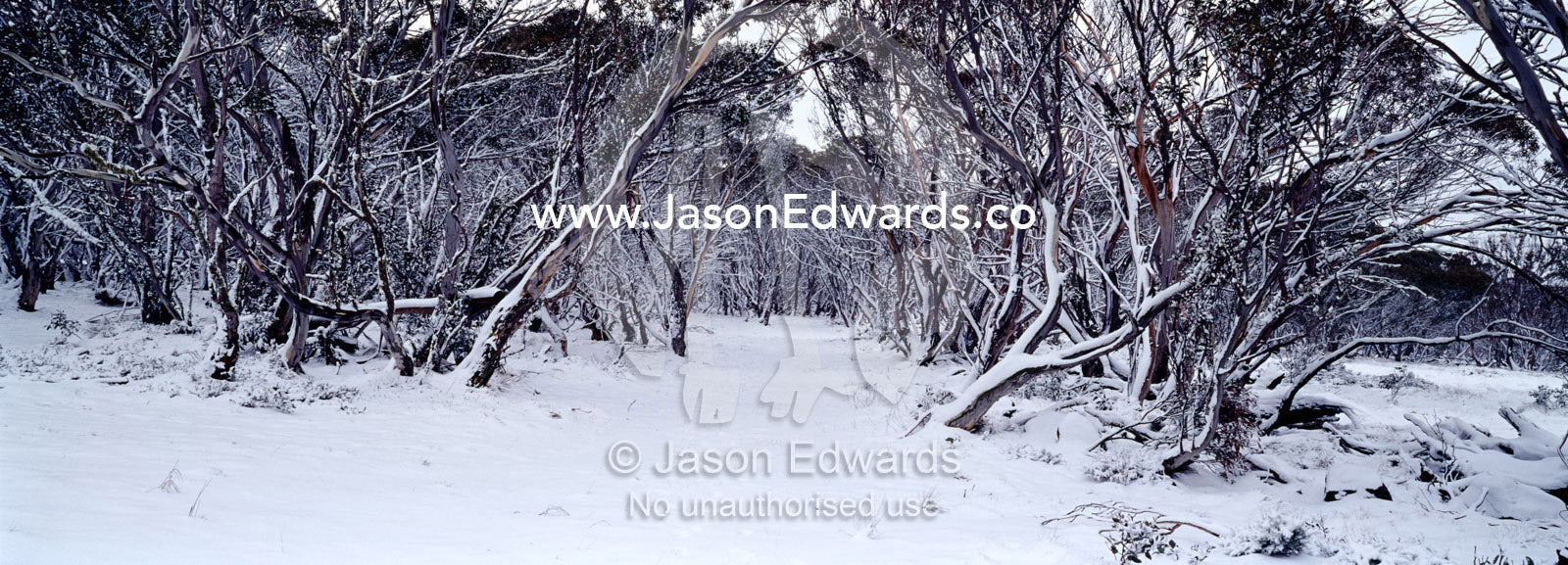 Light snow covers a forest of snow gum lining a small alpine trail. JB Plain, Alpine National Park, Victoria, Australia.