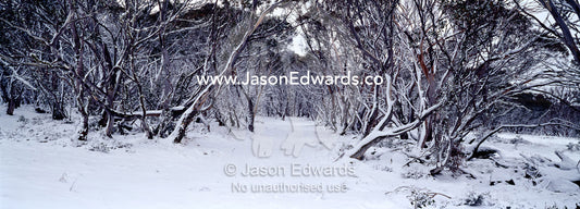 Light snow covers a forest of snow gum lining a small alpine trail. JB Plain, Alpine National Park, Victoria, Australia.