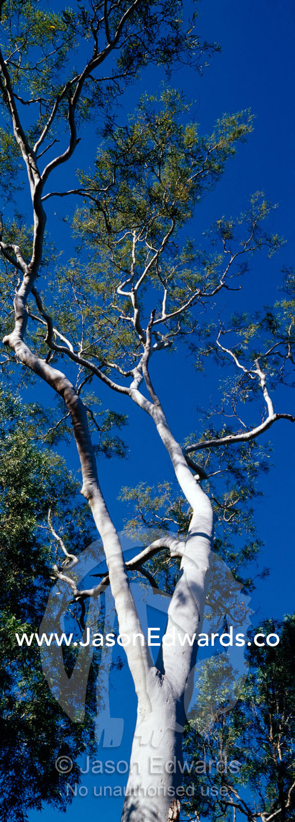 The stark white trunk of a ghost gum towers into a blue desert sky. Limmen National Park, Northern Territory, Australia.
