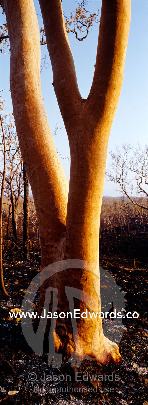 The beautiful coloured trunk of the pink salmon gum after a bush fire. Nitmiluk, Katherine Gorge, National Park, Northern Territory, Australia.