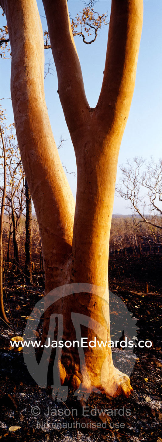 The beautiful coloured trunk of the pink salmon gum after a bush fire. Nitmiluk, Katherine Gorge, National Park, Northern Territory, Australia.