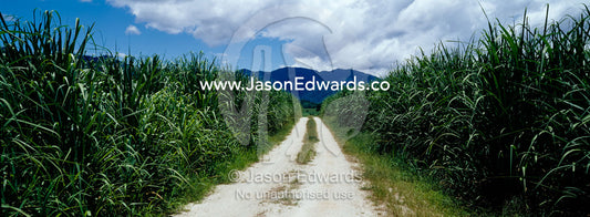 Lush agricultural crops of sugar cane growing in the tropical sun. Julatten, Queensland, Australia.
