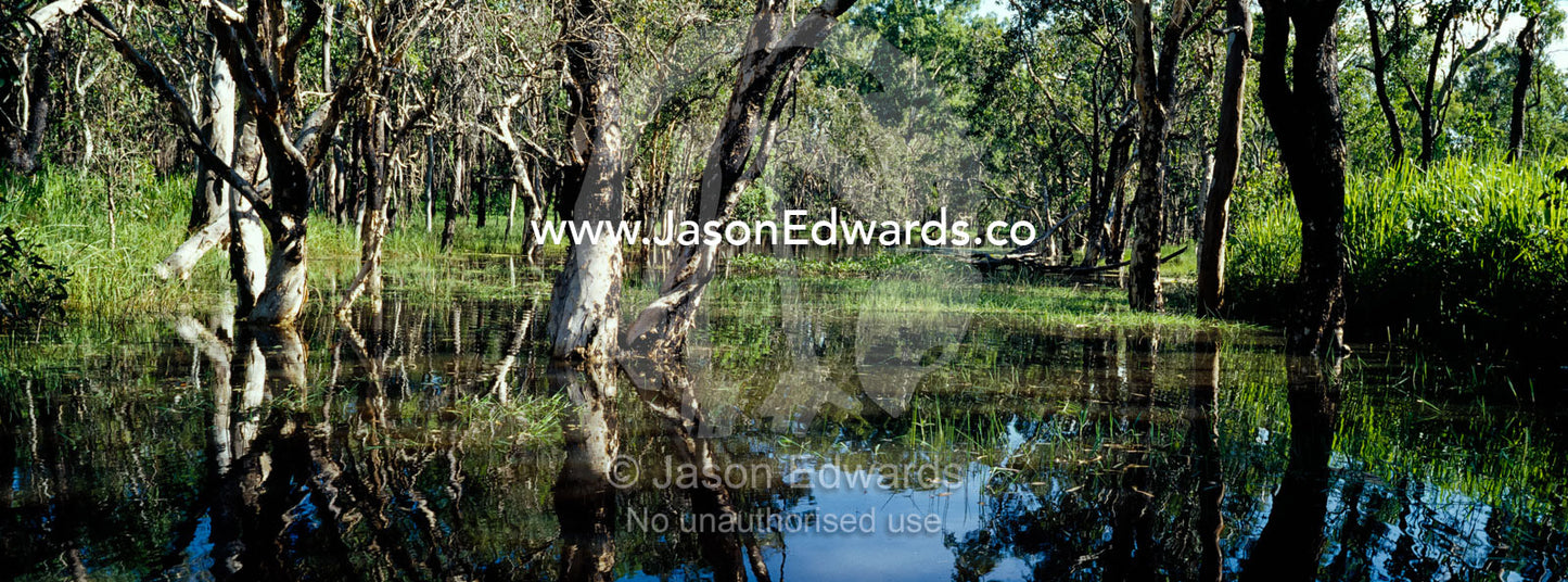Reflections in a tranquil non-perennial pool near Big Mitchell Creek. Big Mitchell Creek, Queensland, Australia.