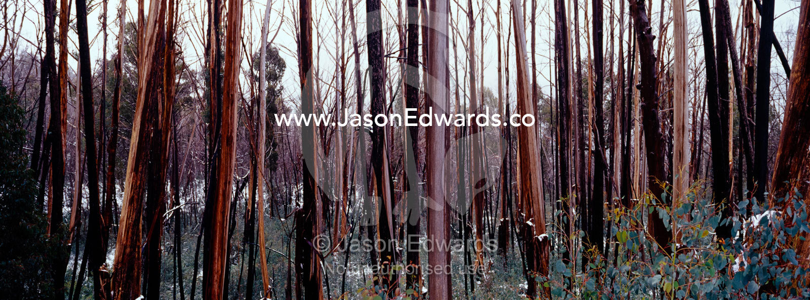 Mountain Ash trees in the Victorian high country gather winter snows. Mount Buffalo National Park, Victoria, Australia.