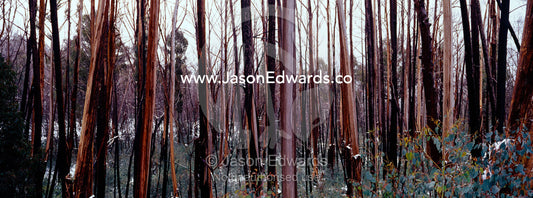 Mountain Ash trees in the Victorian high country gather winter snows. Mount Buffalo National Park, Victoria, Australia.